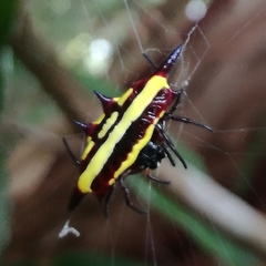 Gasteracantha fornicata