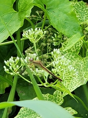 Neurothemis intermedia