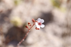 Drosera closterostigma