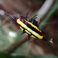 Gasteracantha fornicata