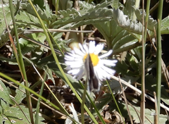 Cupido amyntula