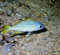 Lutjanus kasmira