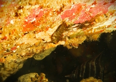 Helcogramma decurrens