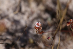 Drosera closterostigma
