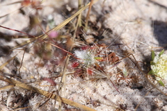 Drosera closterostigma