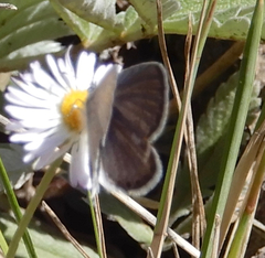 Cupido amyntula