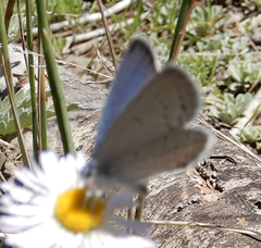 Cupido amyntula