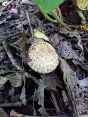 Lacrymaria echiniceps