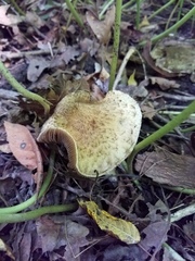 Lacrymaria echiniceps