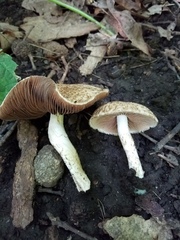 Lacrymaria echiniceps