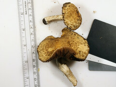 Lacrymaria echiniceps