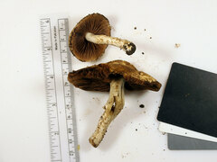 Lacrymaria echiniceps