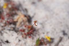 Drosera minutiflora