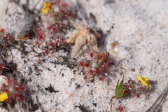 Drosera minutiflora