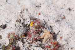 Drosera minutiflora