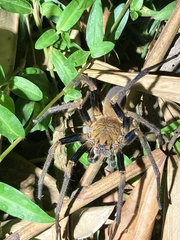 Macroctenus kingsleyi