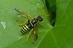 Tenthredo scrophulariae