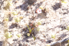Drosera closterostigma