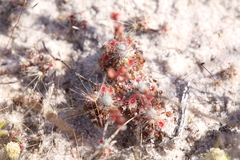 Drosera closterostigma