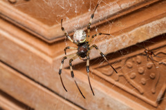 Nephilengys malabarensis