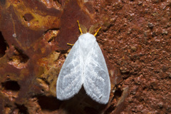 Euzora collucens