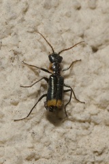 Axinotarsus marginalis