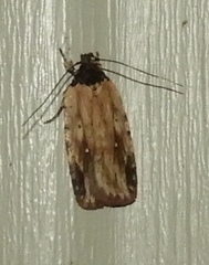 Agonopterix atrodorsella