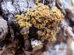 Xanthomendoza montana