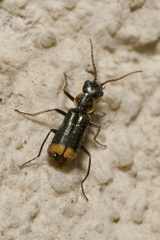 Axinotarsus marginalis