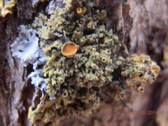 Xanthomendoza montana