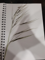 Austrostipa pubescens