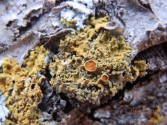 Xanthomendoza montana