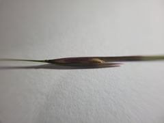 Austrostipa pubescens