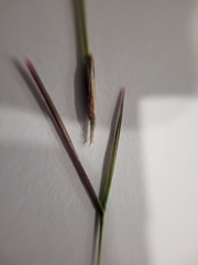 Austrostipa pubescens