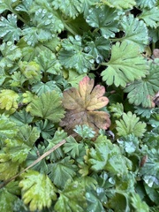 Geranium pusillum