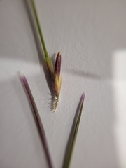 Austrostipa pubescens