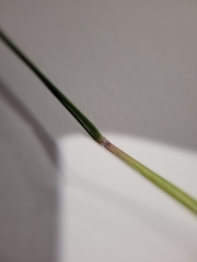 Austrostipa pubescens