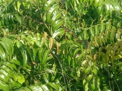 Dendrelaphis pictus