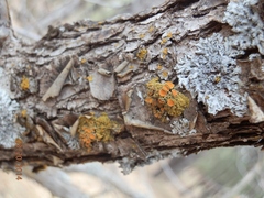 Xanthomendoza montana