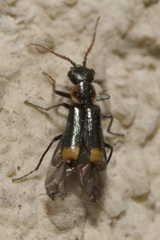 Axinotarsus marginalis