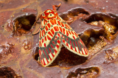 Ammatho cuneonotatus