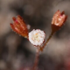 Drosera leucostigma