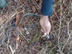 Dendrelaphis pictus