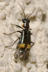 Axinotarsus marginalis