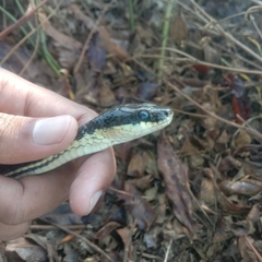 Dendrelaphis pictus