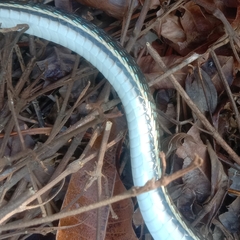 Dendrelaphis pictus