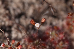 Drosera leucostigma