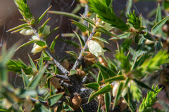 Melichrus urceolatus