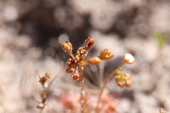 Drosera leucostigma