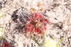 Drosera leucostigma